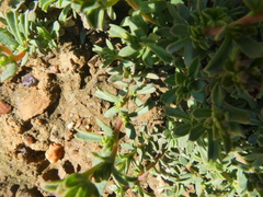 Hermannia ternifolia