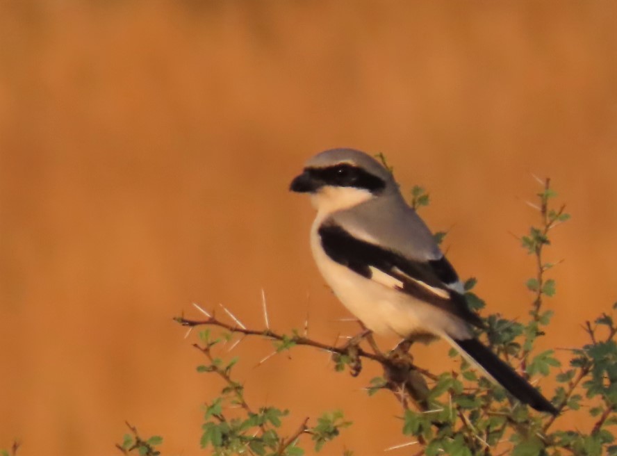 Great Grey Shrike