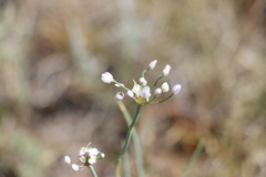 Allium anisopodium