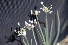 Allium anisopodium