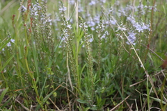 Veronica austriaca dentata