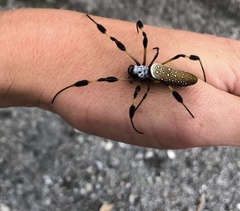 Trichonephila clavipes image