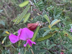 Tephrosia grandiflora