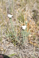 Ptilotrichum canescens
