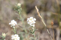 Ptilotrichum canescens