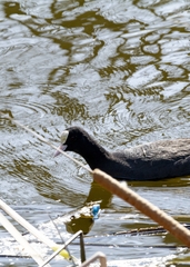 Fulica atra