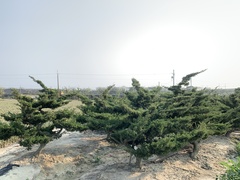 Juniperus procumbens