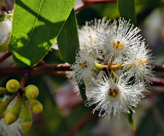Eucalyptus microcarpa