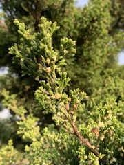 Juniperus procumbens