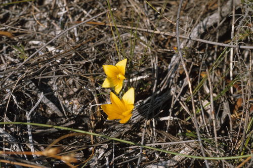 Image of Romulea triflora by (c) Tom Lloyd Evans, some rights reserved (CC BY-SA)