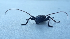 Steirastoma marmoratum