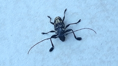 Steirastoma marmoratum