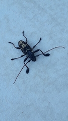 Steirastoma marmoratum