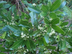 Acronychia oblongifolia