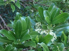 Acronychia oblongifolia