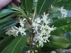 Acronychia oblongifolia