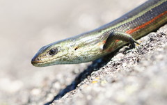 Pseudemoia cryodroma