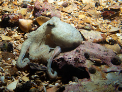 Octopus berrima