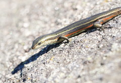 Pseudemoia cryodroma