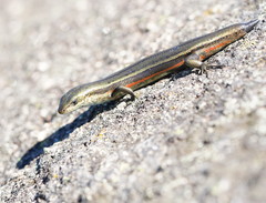 Pseudemoia cryodroma