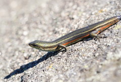 Pseudemoia cryodroma