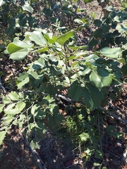 Pterocarpus rotundifolius