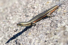 Pseudemoia cryodroma