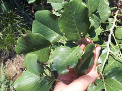 Pterocarpus rotundifolius