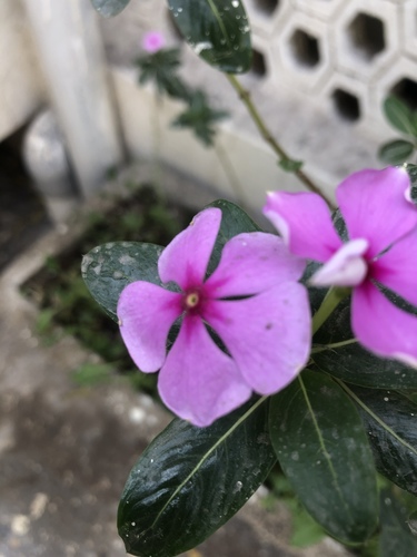 Madagascar Periwinkle