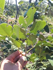 Pterocarpus rotundifolius
