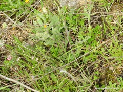 Platycapnos spicata