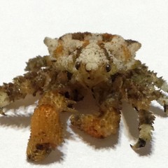 Phyllolithodes papillosus