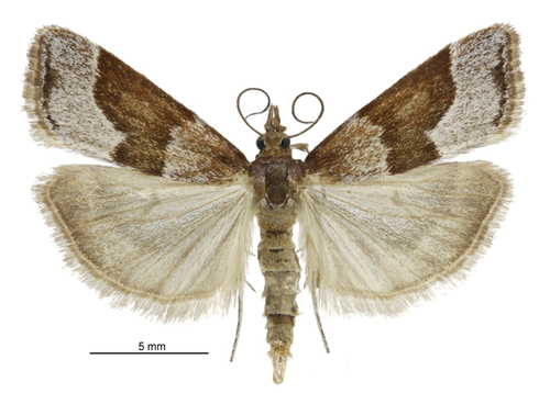 Eudonia feredayi Knaggs, 1867