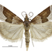 Eudonia feredayi - Photo (c) Landcare Research New Zealand Ltd., some rights reserved (CC BY)