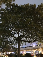 Alstonia scholaris