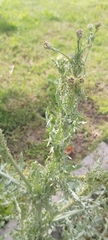 Launaea mucronata