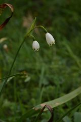 Leucojum aestivum pulchellum