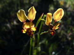 Diuris brachyscapa