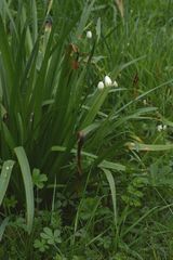 Leucojum aestivum pulchellum
