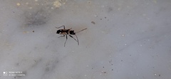 Raglius confusus
