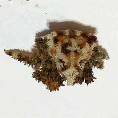 Phyllolithodes papillosus