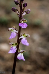 Orchis spitzelii