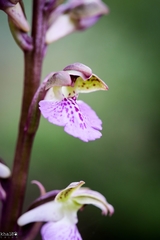 Orchis spitzelii