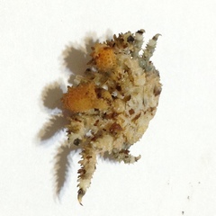 Phyllolithodes papillosus