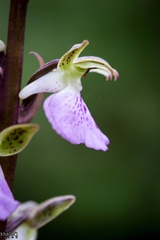 Orchis spitzelii