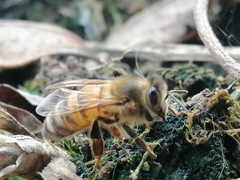 Apis mellifera