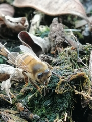 Apis mellifera