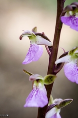 Orchis spitzelii