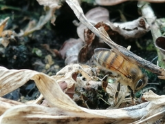 Apis mellifera