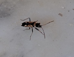 Raglius confusus